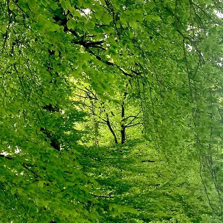 Lantställe Green Tree Glamping *