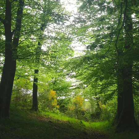 Green Tree Glamping *
