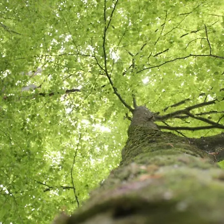 Green Tree Glamping * Sourdeval